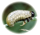 Asparagus Beetle Larvae